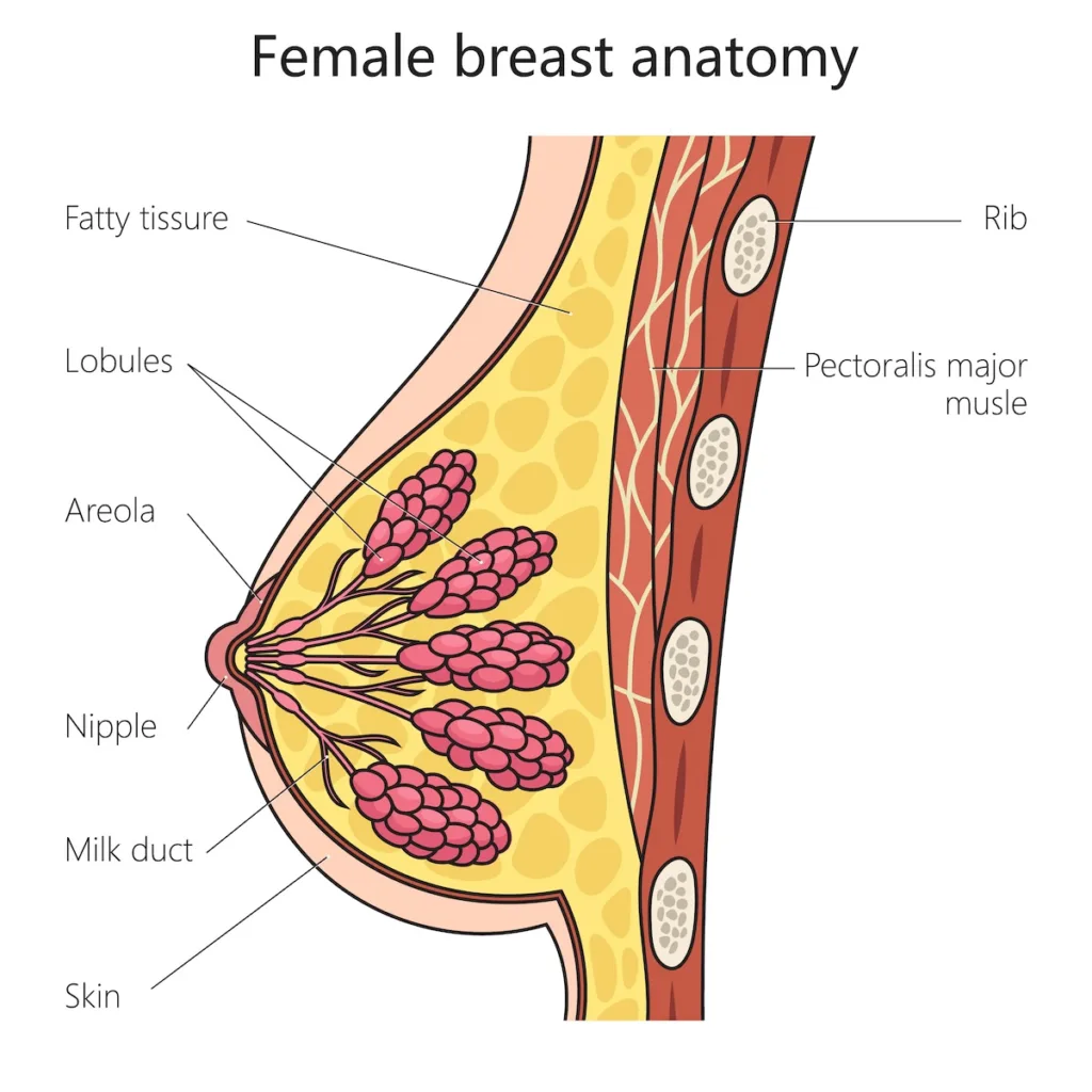 illustration of female breast anatomy featuring milk ducts, skin, nipple, areola, lobules, fatty tissue, rib, and pectoral major muscle